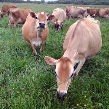 Raw Grass Fed Whey Protein Powder, Happy Healthy Cows, Undenatured, GMO-Free, Hormone Free, Soy Free, Gluten Free, Unflavored, Unsweetened, 5LB