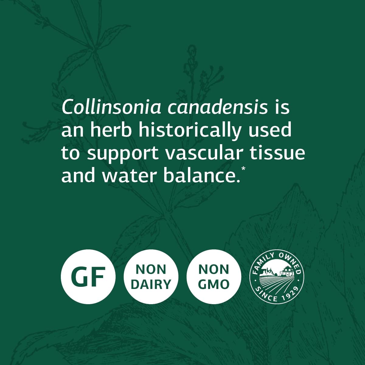 Standard Process Inc. Collinsonia Root - Whole Food Vascular Supplement, Digestive Health, Bladder Support, Digestion, and Kidney Support with Collinsonia Root -150 Capsules