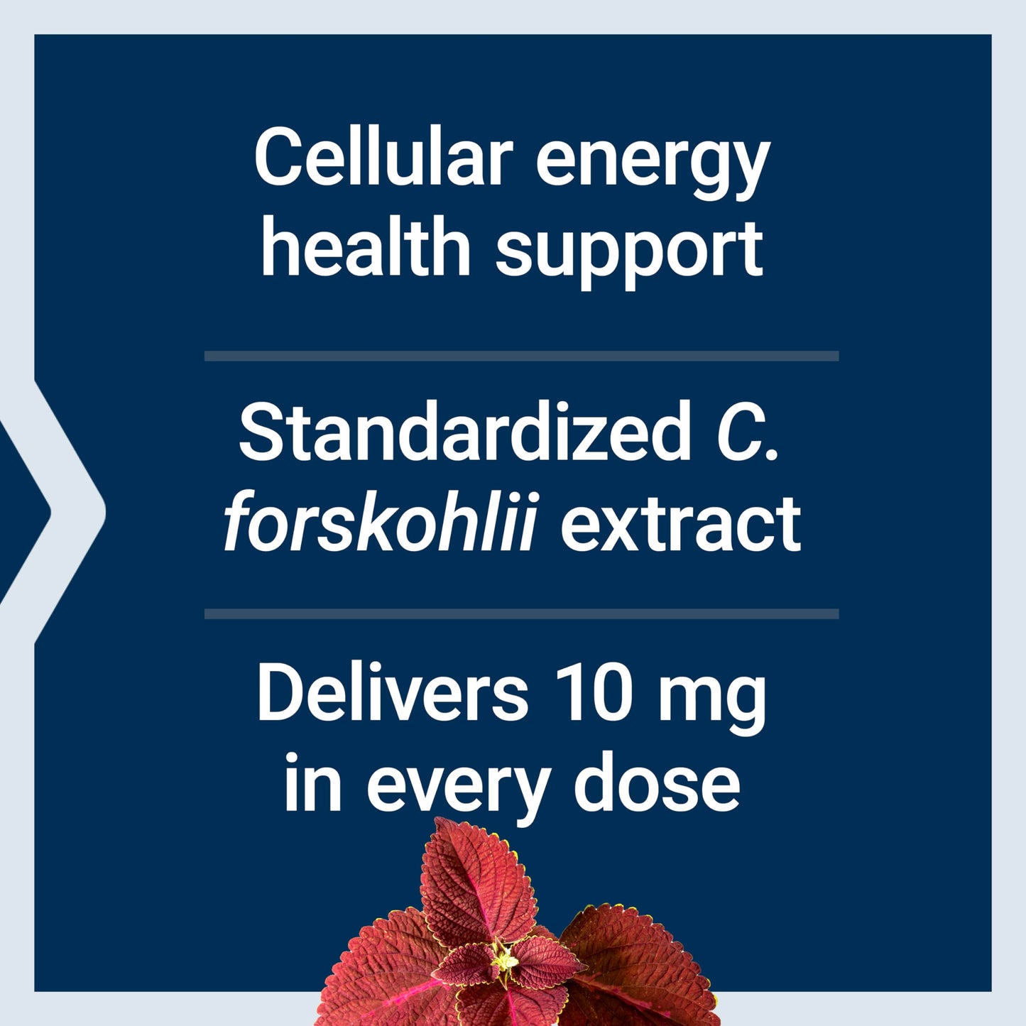 Life Extension Forskolin, Coleus forskohlii, Cellular Energy Health Support Supplement, 10 mg, standardized Extract, Non-GMO, Gluten-Free, Vegetarian, 60 Capsules, 1-2 Month Supply