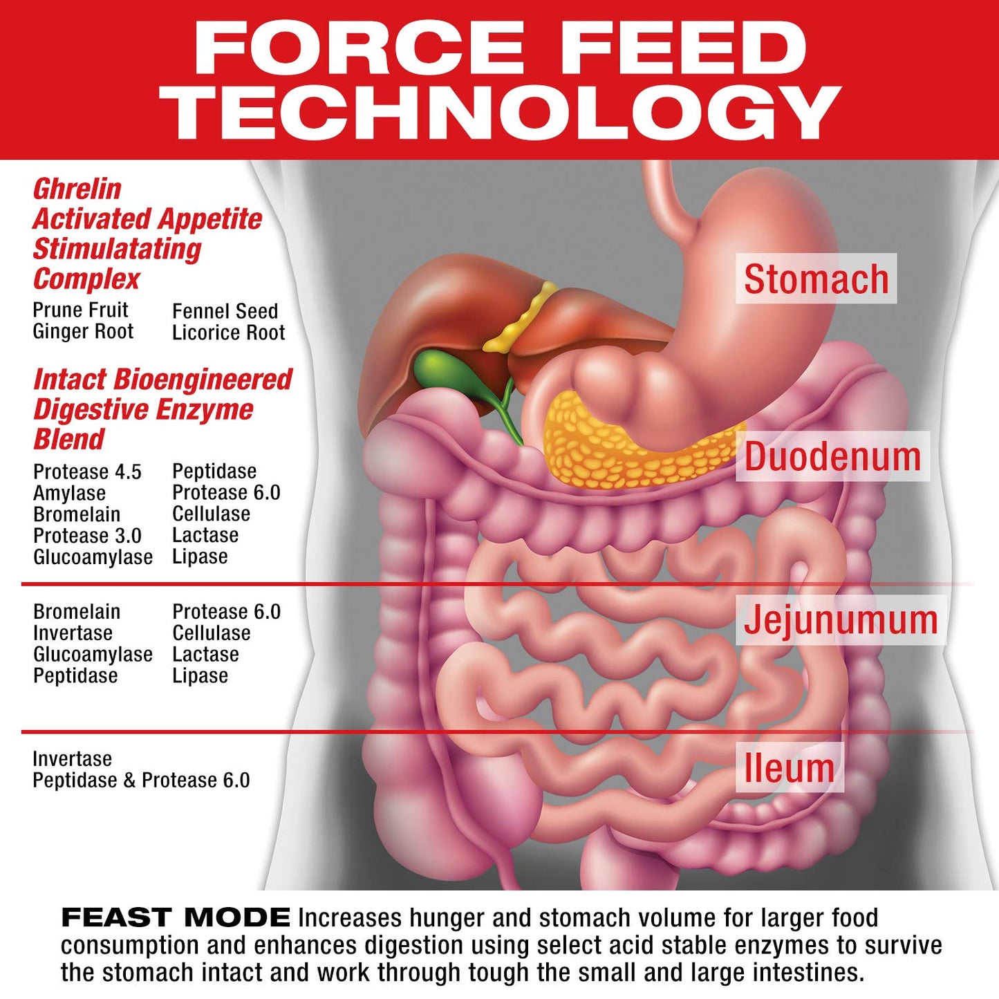MuscleMeds Feast Mode Appetite Stimulant Weight Gain Pills Digestive Enzymes Safe and Effective 90 Caps, Unflavored, 90 Count