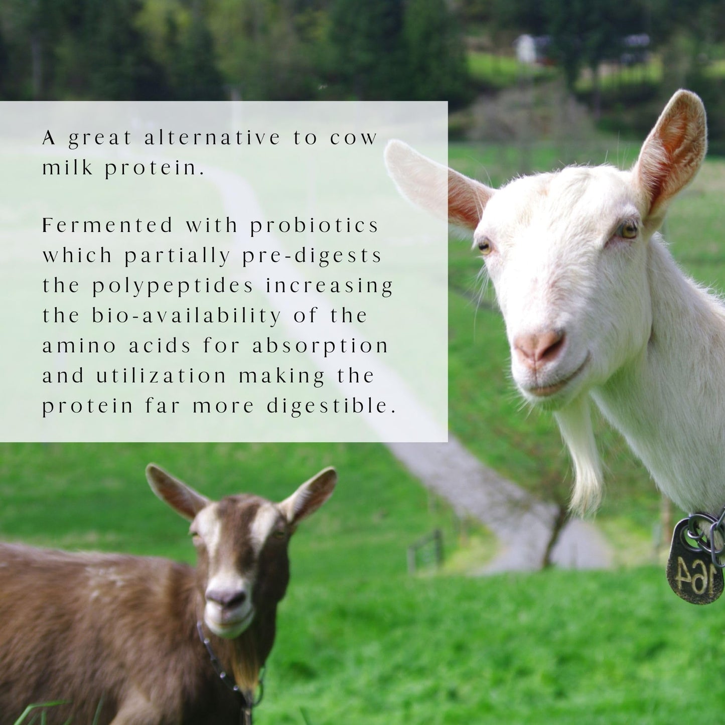 Mt. Capra Caprotein | Casein Protein Concentrate, Fermented Goat Milk Protein from Grass-Fed Pastured Goats, Extremely Easy to Digest | Vanilla Bean | 23 Servings - 16 oz