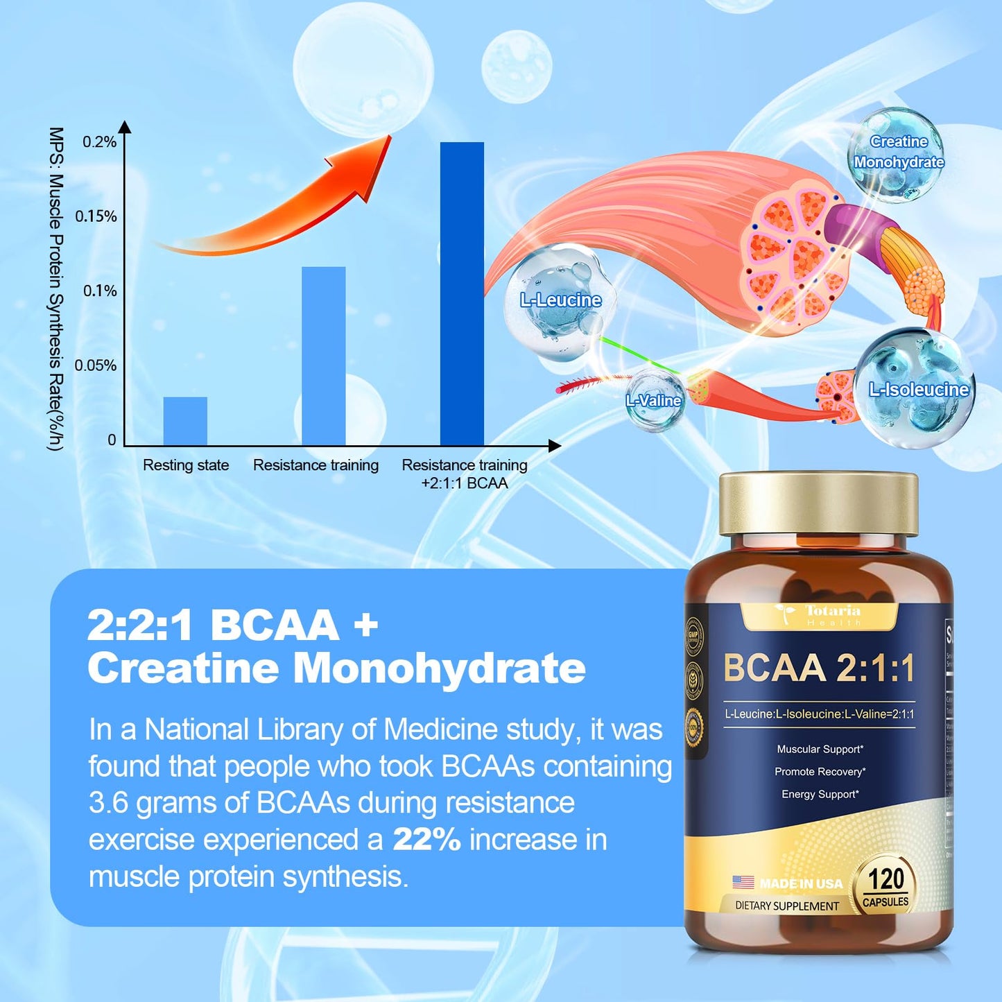 BCAA 2:1:1 - High Purity Branched Chain Amino Acids Supplement with Creatine Monohydrate, L-Glutamine, Vitamin B6 and Vitamin C for Men & Women, 120 Count