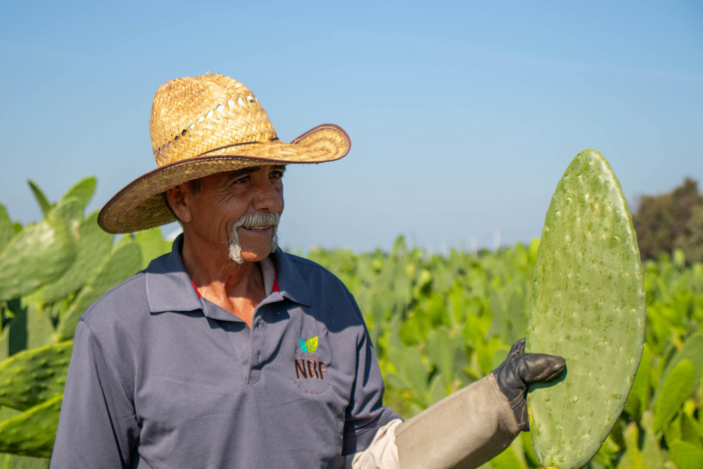 NBF, Organic Nopal Powder, Fiber Supplement, Keto, Sugar Free, Gut Support, Ideal for Smoothies, juices and More Drinks, Vegan Friendly, Organic Fiber That Supports Digestion,16 oz