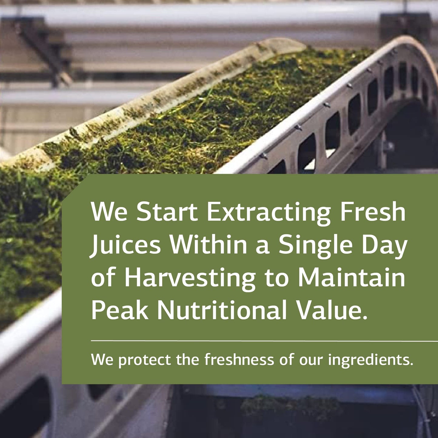 Standard Process Inc. Thymex - Whole Food Cholesterol, Thymus Supplement and Immune Support Supplement with Vitamin C, Magnesium Citrate, and Calcium Lactate - Gluten Free - 90 Tablets