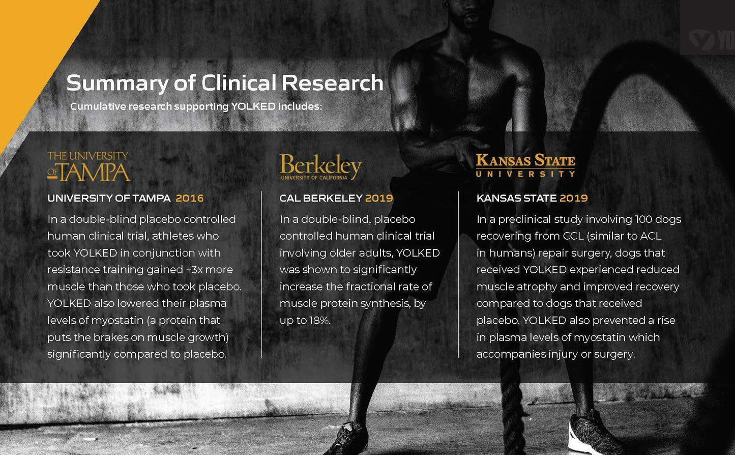 YOLKED - Clinically Tested and NSF-Certified All Natural Muscle Building Supplement - Increase Lean Muscle, Reduce Muscle Loss, and Improve Recovery with Protein’s Perfect Partner, 30 Servings