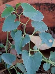 neotea Aadu Thinna Paalai (Aristolochia Bracteata) Powder, 300g
