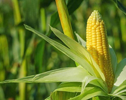 Food to Live Organic Super Sweet Corn 8 Ounces  FreezeDried Kernels NonGMO Kosher Healthy Snack Bulk Grown in the USA