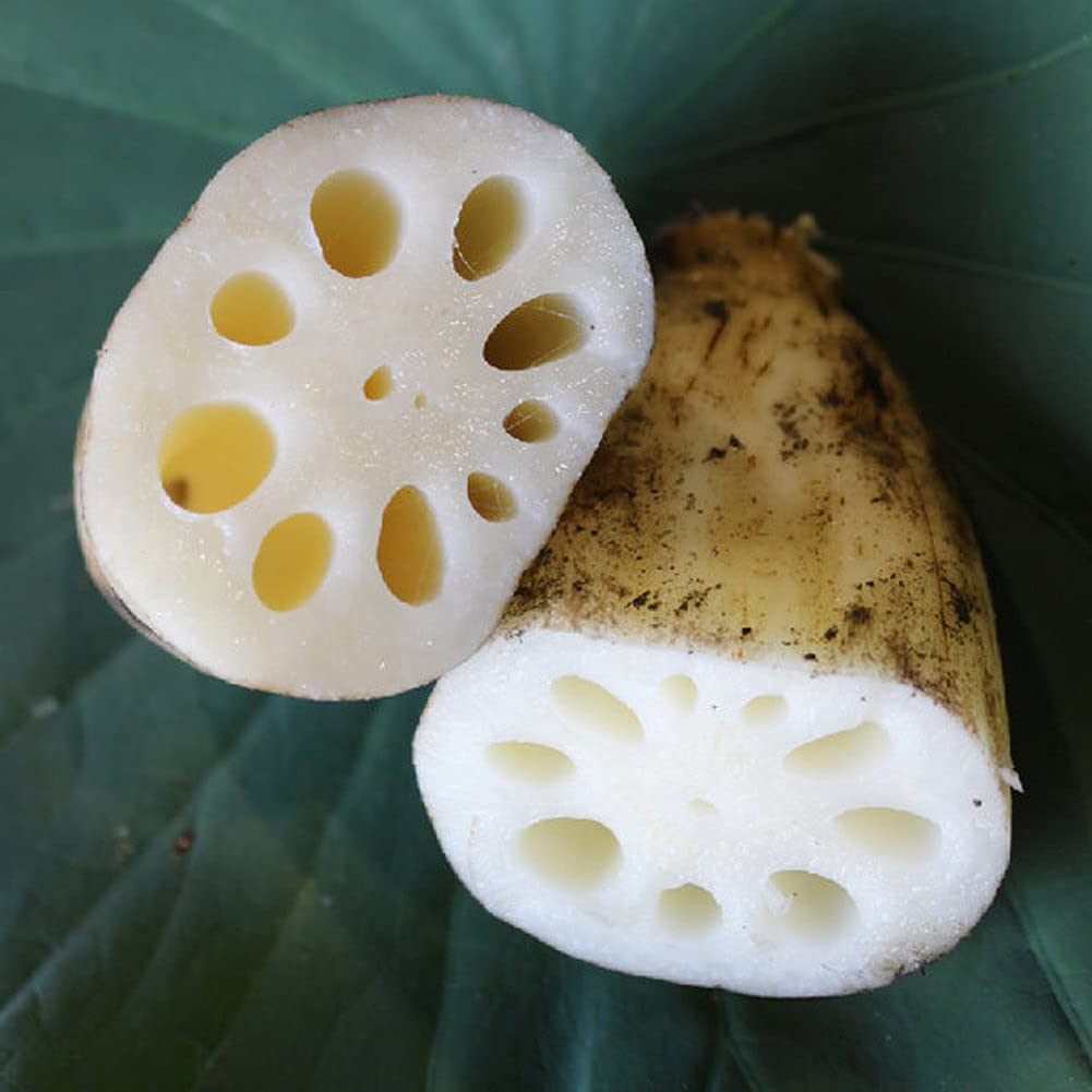 TULGIGS Lotus Root Powder 7Oz(200g) Natural 100% Pure Healthy Fiber Vitamin C Amino Acid Made In KOREA