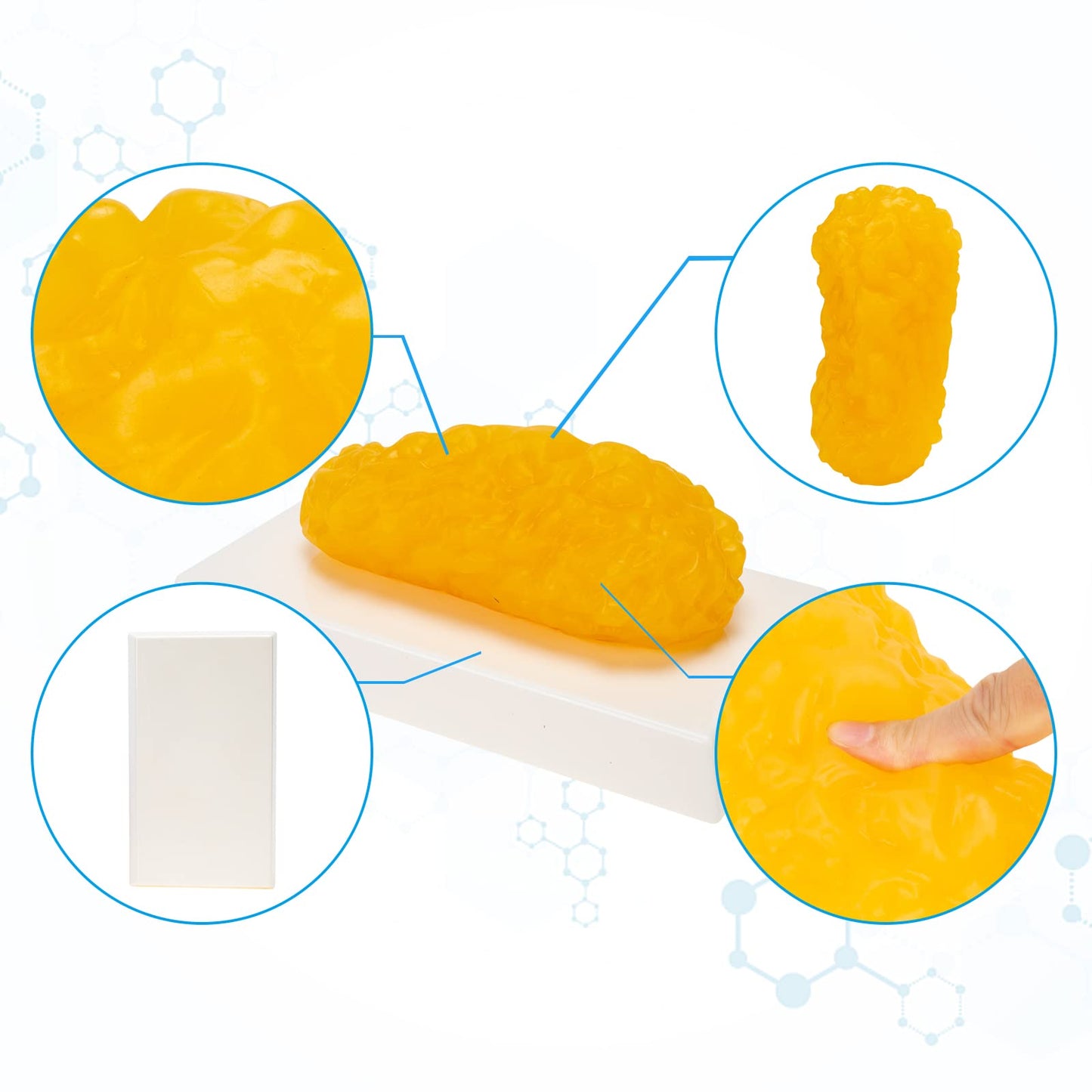 SKUMOD Human Body Fat Model, 1 lb Fat Anatomical Model Replica for Staying Healthy, Weight Loss Motivation Reminder, Anatomy Lesson Display