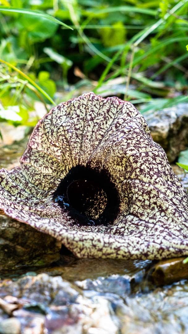 Jamaican Duck Flower, Flor De Pato - Dr. Sebi Approved, Wildcrafted for Holistic Wellness Yaga Lifestyle