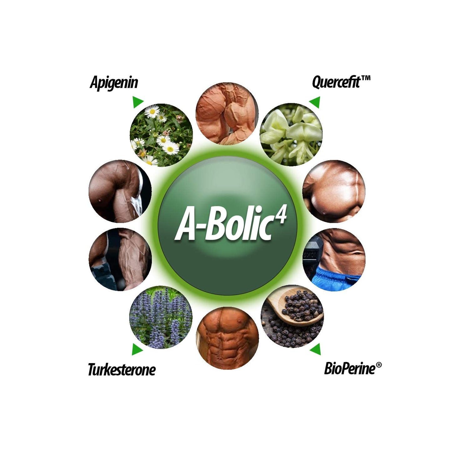 A-Bolic4 Advanced Anabolic Boost Supplement | Support Healthy Anabolic Growth Naturally with Turkesterone, Apigenin, Quercefit™ Quercetin | 120 Capsules