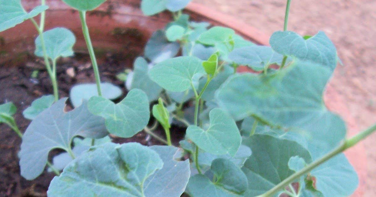 neotea Aadu Thinna Paalai (Aristolochia Bracteata) Powder, 300g