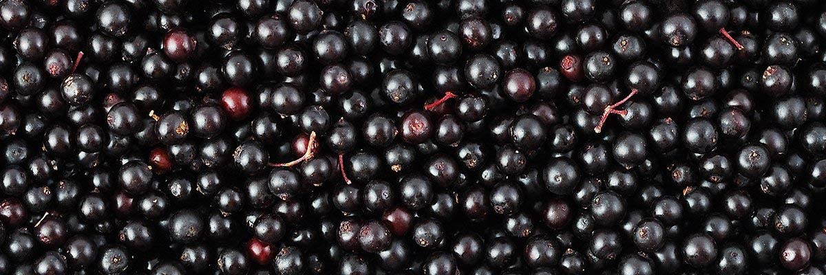 Biotta Organic Elderberry Juice  Naturally Sweetened Fruit Juice For Optimal Immune Support Function  With Immunity Boosting Elderberries  Good Source of Potassium 169 Fl Oz Pk of 6