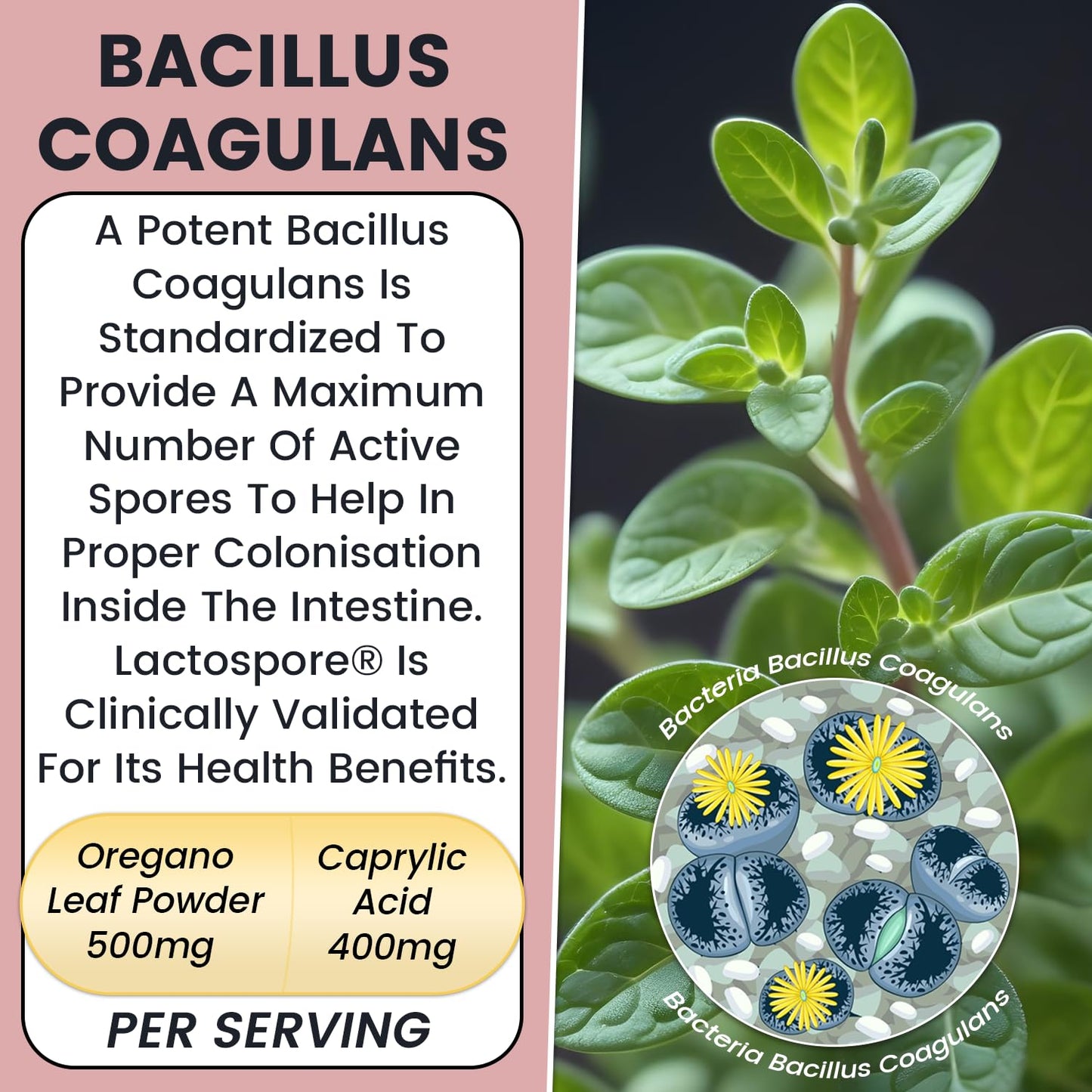 Candida Cleanse, Balance and Support Flora Herbal Supplement for Women & Men. Gut Flora & pH Level, Intestinal Health W/ Probiotics. Anti Yeast Overgrowth W/ Oregano, Caprylic Acid