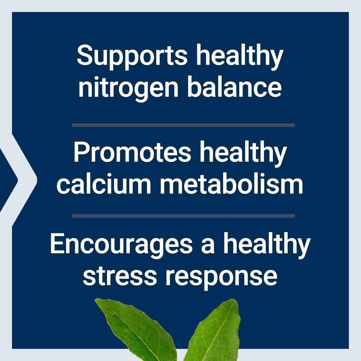 Life Extension L-Lysine, 620 mg, Essential Amino Acid for Healthy nitrogen Balance, Calcium Metabolism, Stress Response & More, Gluten-Free, Non-GMO, Vegetarian, 100 Capsules