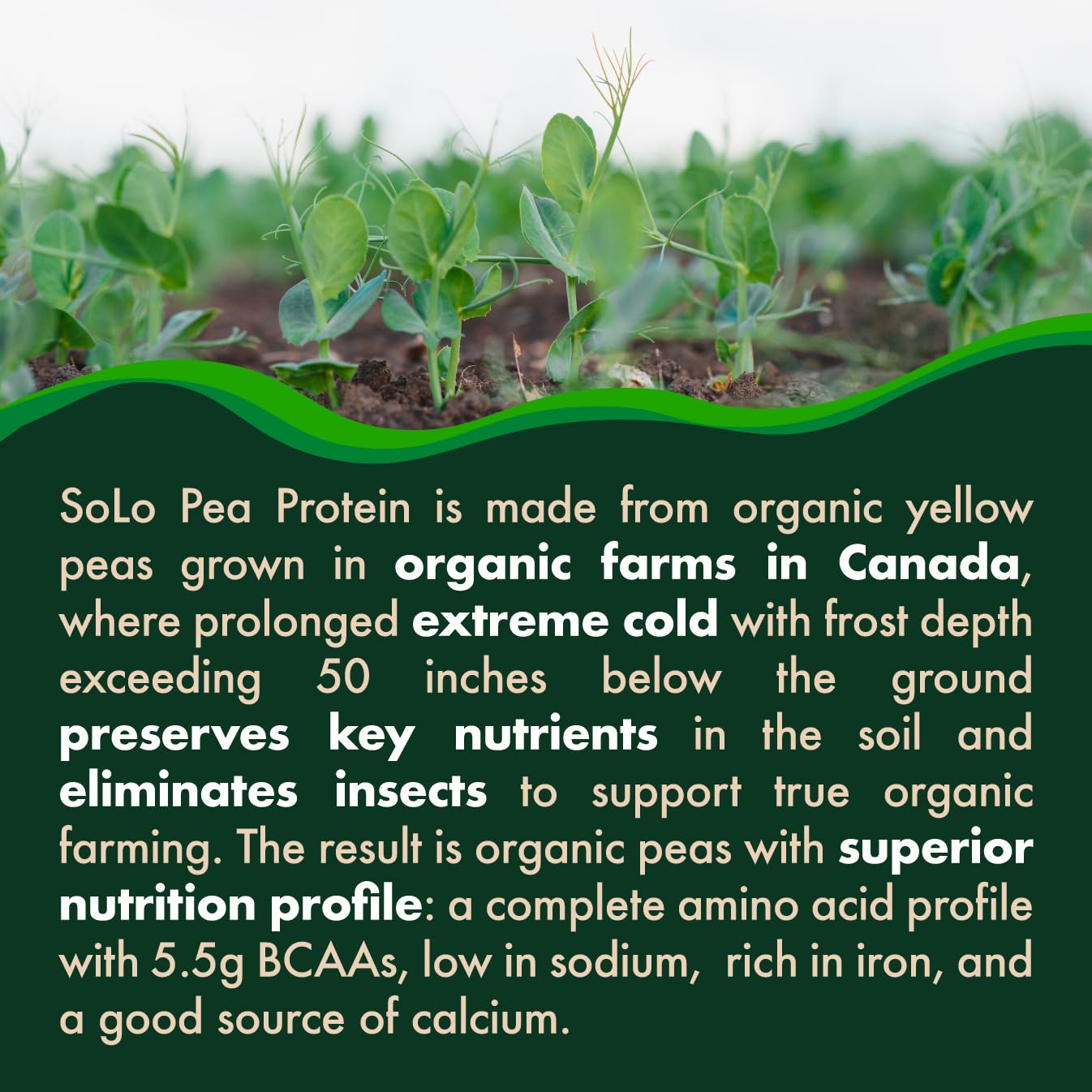 SOLO Organic Pea Protein Isolate, Low in Sodium, Canada Grown Peas, 100% Vegan, Non-GMO, Unflavored Plant Based Protein Powder with BCAA, Keto & Paleo Friendly, Easy to Digest, No Additives (2.7 lbs)
