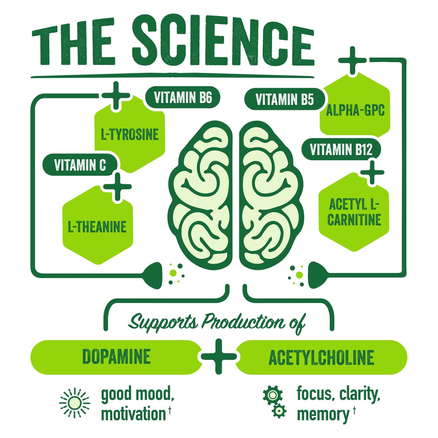 BrainJuice Brain Support Shot, Gluten Free Supplement Shots for Energy & Focus, Healthy Drinks with Alpha GPC, Vitamin B & Organic Green Tea Extract Caffeine, Classic, 2.5 fl oz, 12 Pack