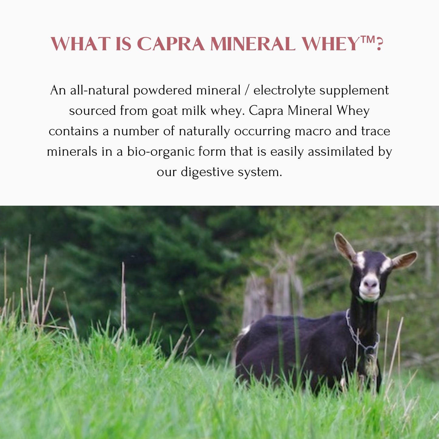 Mt. Capra Mineral Whey | A Whole Food, Bio-Available Mineral/Electrolyte Powder Supplement from Goat Milk Whey, Rich in Potassium, Alkalizing | 56 Servings - 50.8 oz
