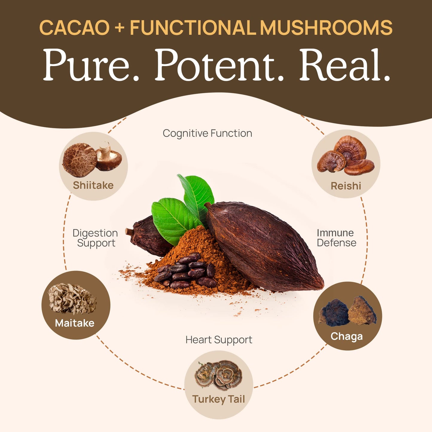 Real Mushrooms Organic Hot Chocolate Mix with 5 Defenders Turkey Tail Chaga Maitake Shiitake  Reishi Mushroom  Organic Cacao Powder  Vegan Mushroom Supplement GlutenFree 15 Servings