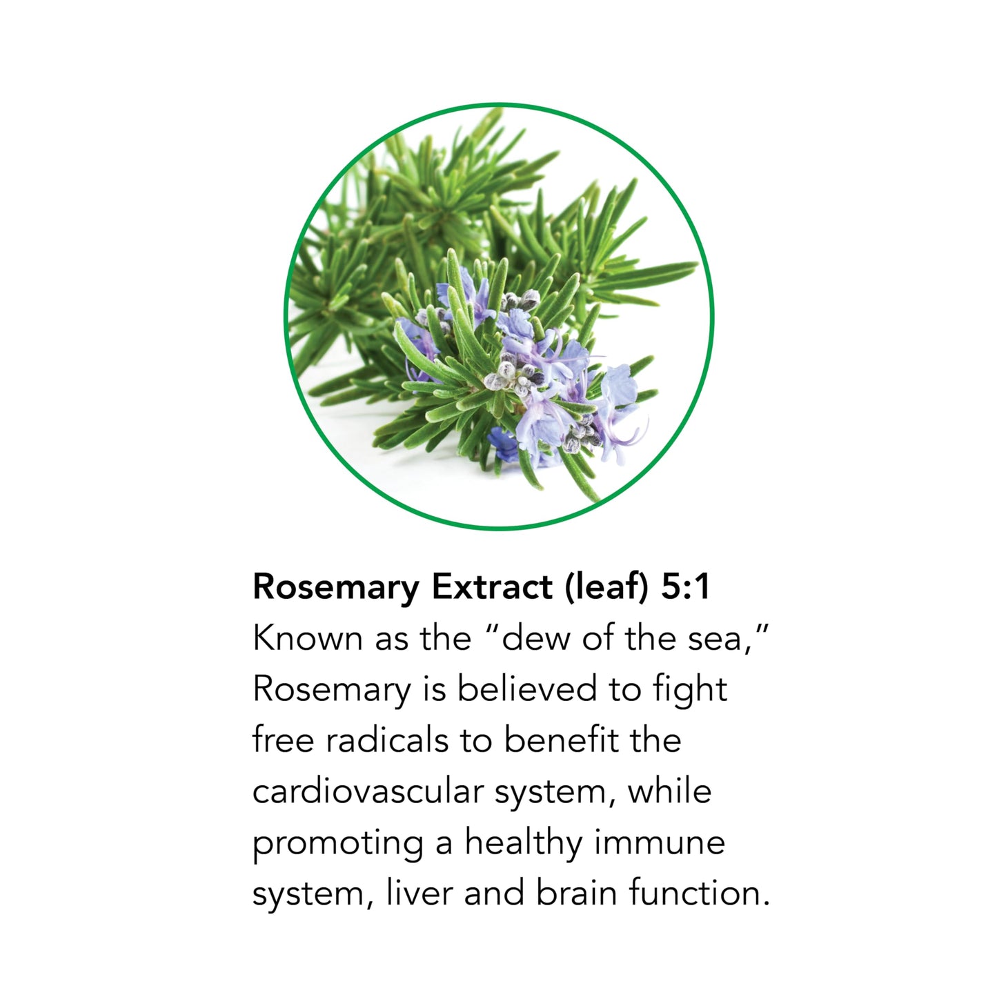 Botanic Choice - Rosemary Leaf Liquid Extract - Alcohol Free, Gluten Free - Fast Acting Supplement Drops - Easy to Use Dropper - 1 Fluid Ounce