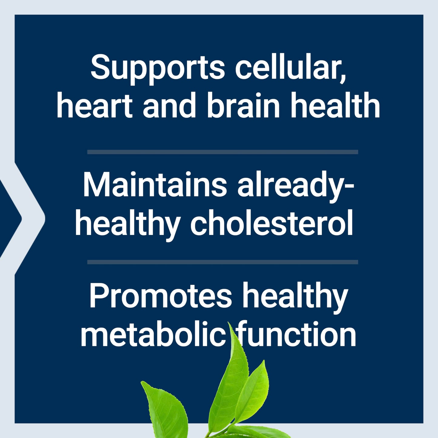 Life Extension Decaffeinated Mega Green Tea Extract - Polyphenol-Rich, Cell Health, Heart Health, Brain Health, Antioxidant Protection - Non-GMO, Gluten-Free, Vegetarian - 100 Capsules