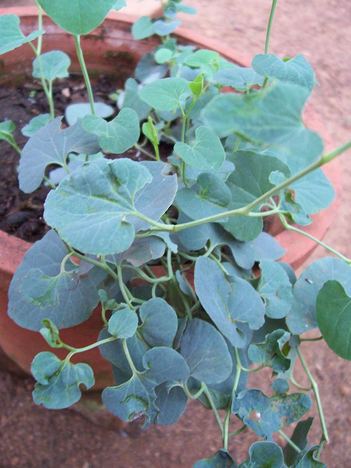 neotea Aadu Thinna Paalai (Aristolochia Bracteata) Powder, 300g