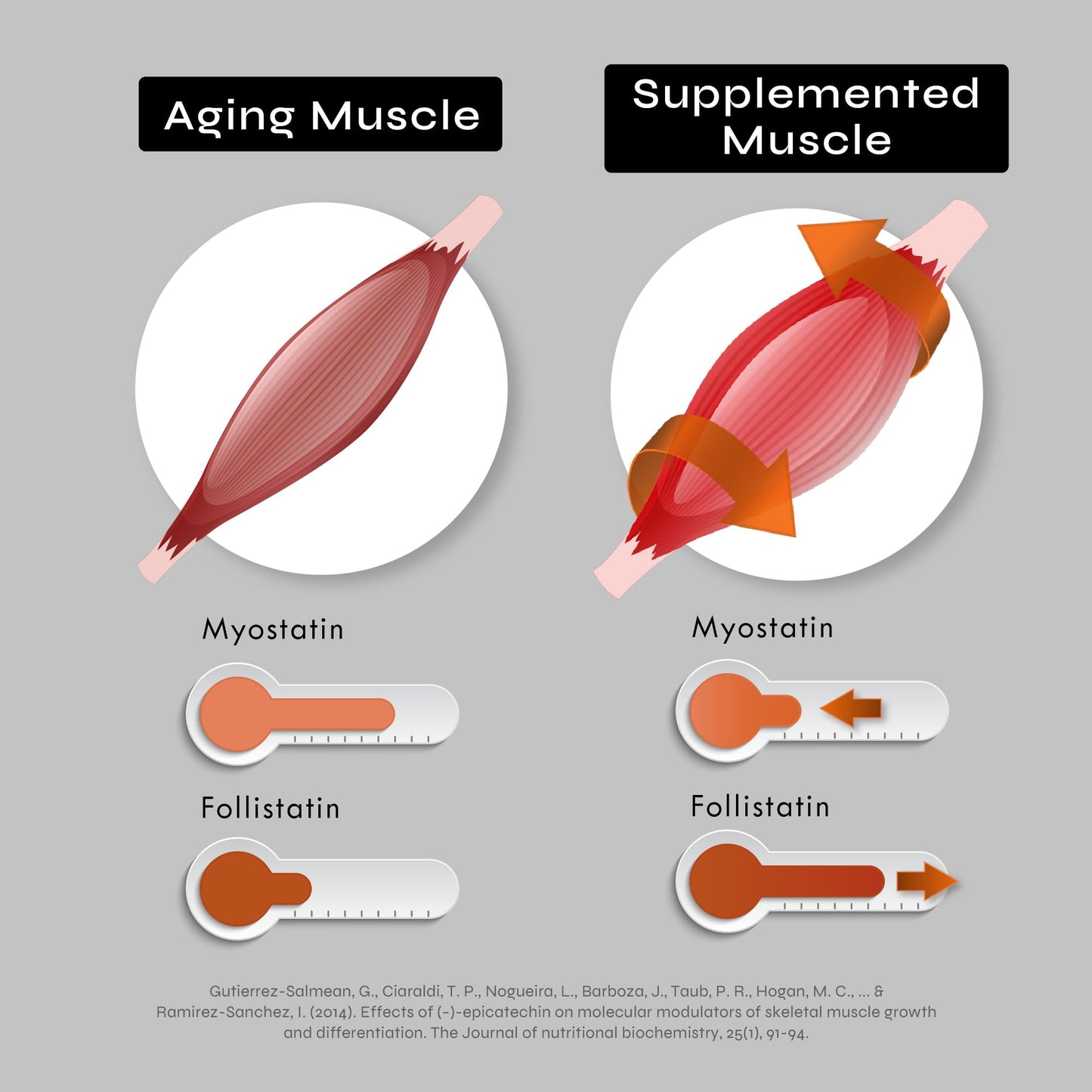 Potent Epicatechin Capsules 500mg Each,1000mg/serving - Advanced Support for Nitric Oxide, Muscle Health & Endurance - for Athletes Seeking Performance Edge - 30,000 Total, 60ct.Made in USA