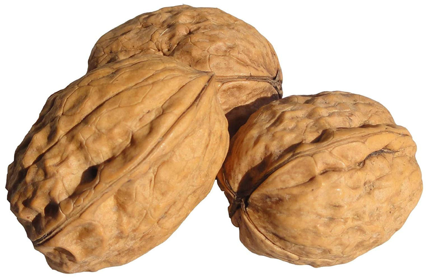 In Shell Walnuts 2 Lbs  Large Natural California Walnuts  Great Source of Omega 3  Fresh New Crop  Bursting with Flavor  Farm Fresh Nuts Brand