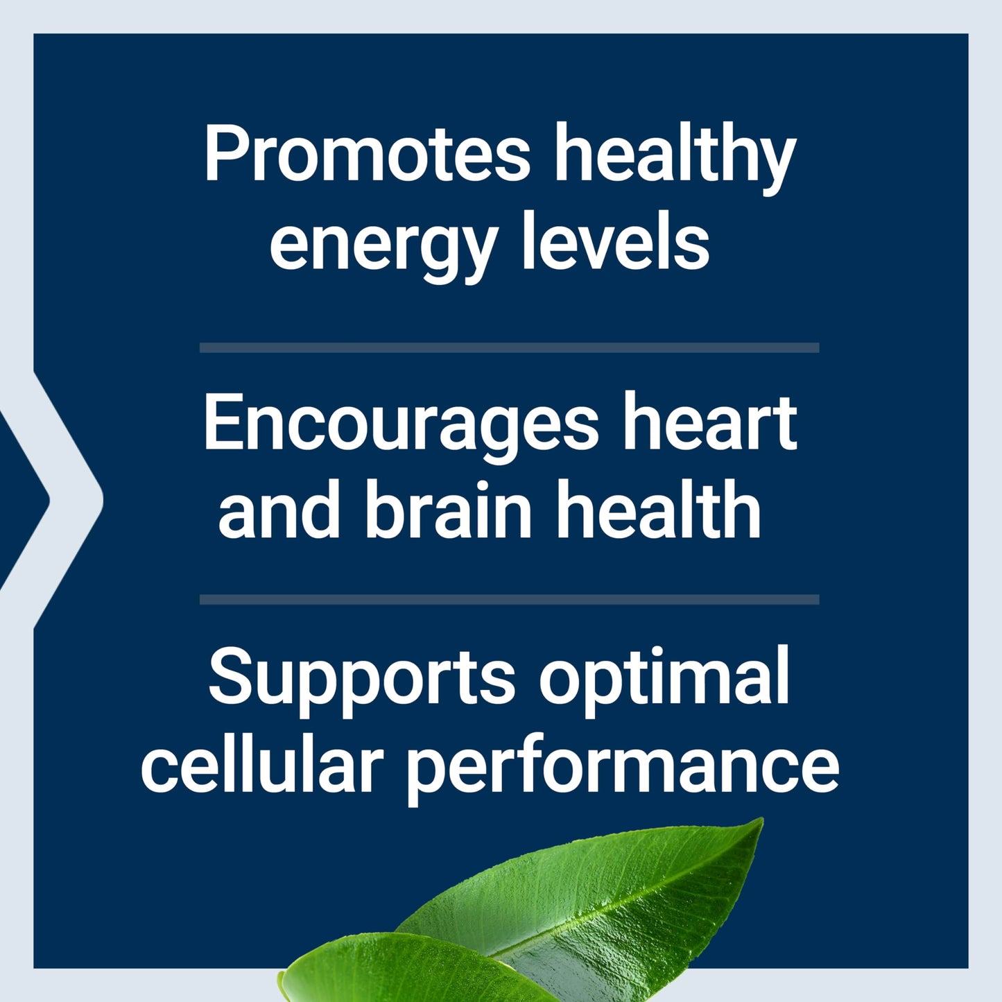 Life Extension L-Carnitine - 500 mg, Energy Supplement, Memory Supplement - Free Form Amino Acid, Nitric Oxide Support, Healthy Blood Pressure - Gluten-Free, Non-GMO, Vegetarian - 30 Capsules