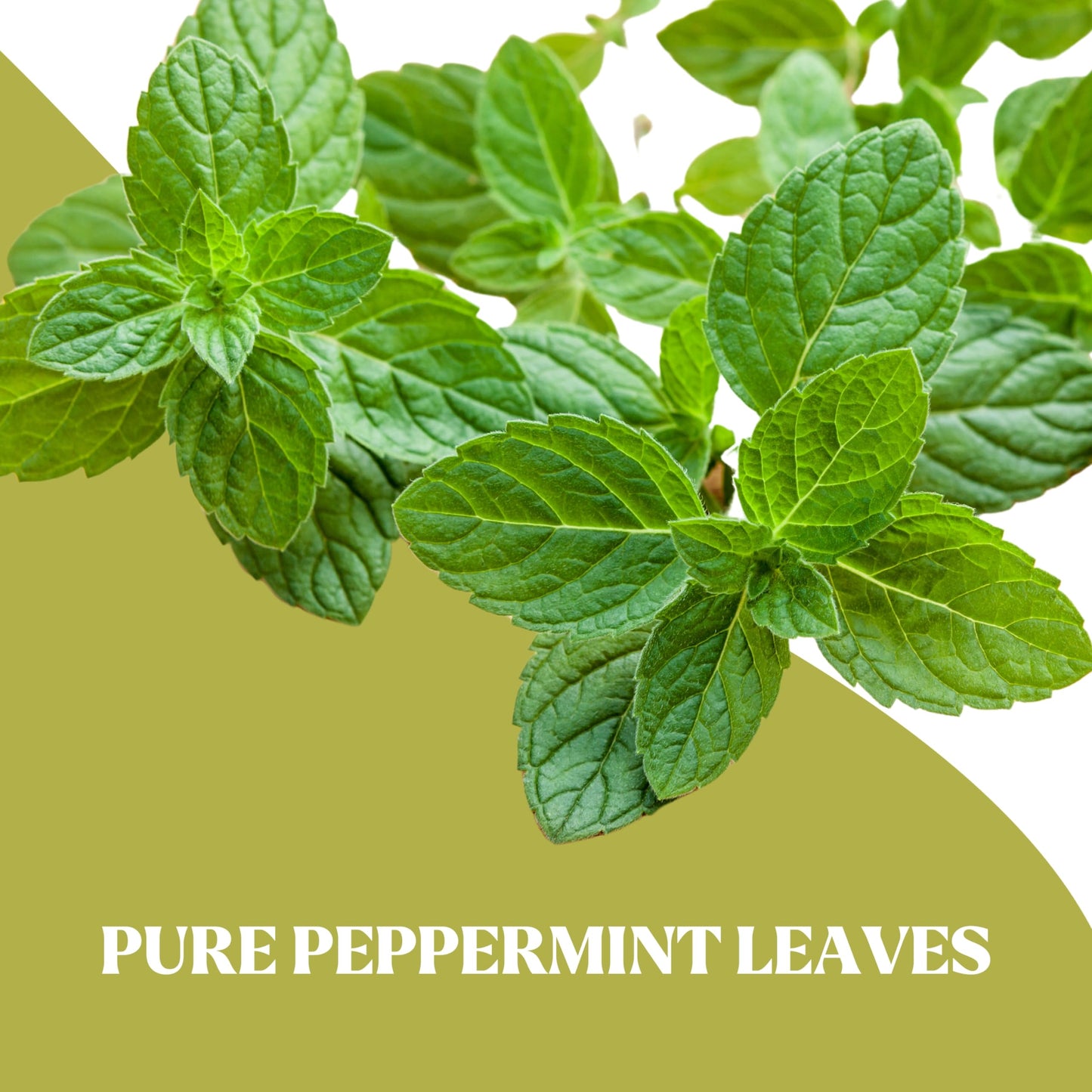 Snacktery Peppermint Tea Bags  Made with 100 Natural Peppermint Leaves  Caffeine Free Herbal Mint Tea  20 Herbal Tea Bags