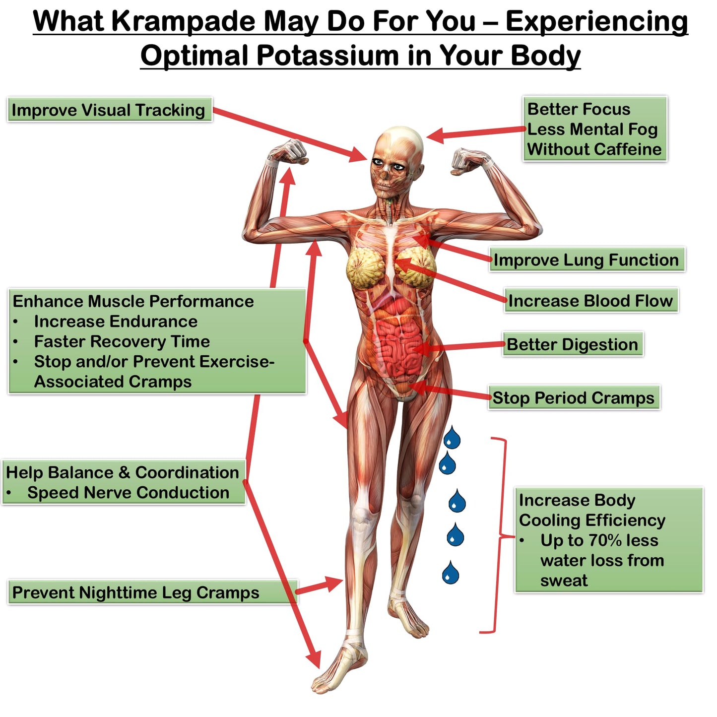 Krampade Fiber Supplement Electrolytes Powder - 9g Prebiotic Fiber + 2000mg Potassium Supplement + Magnesium | Cramp Relief | Hydration Packets| Digestive Health Support