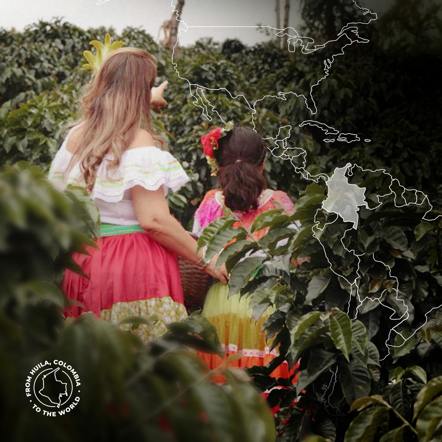 Castillo Dark Roast Cielito Paradise Coffee Whole Bean Huila Colombia Single Origin versatile and savory with notes of dark chocolate cacao nibs and molasses 12oz