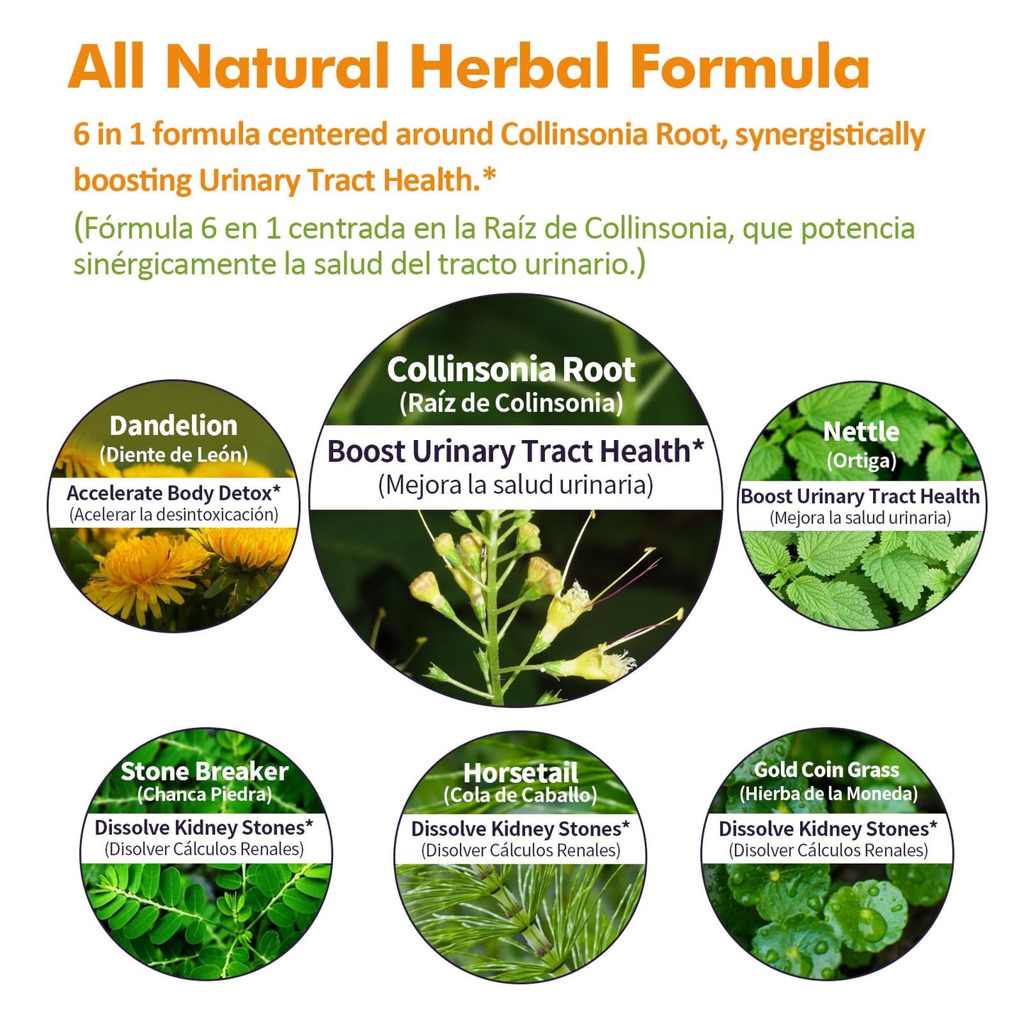 Nurbetoxa Collinsonia (Stone Root) Drops for Urinary Tract Health, Natural Herbal Formula Supplement w/Stone Breaker Chanca Piedra Extract Support Kidney Stones Dissolver & Detox Cleanse. 2oz