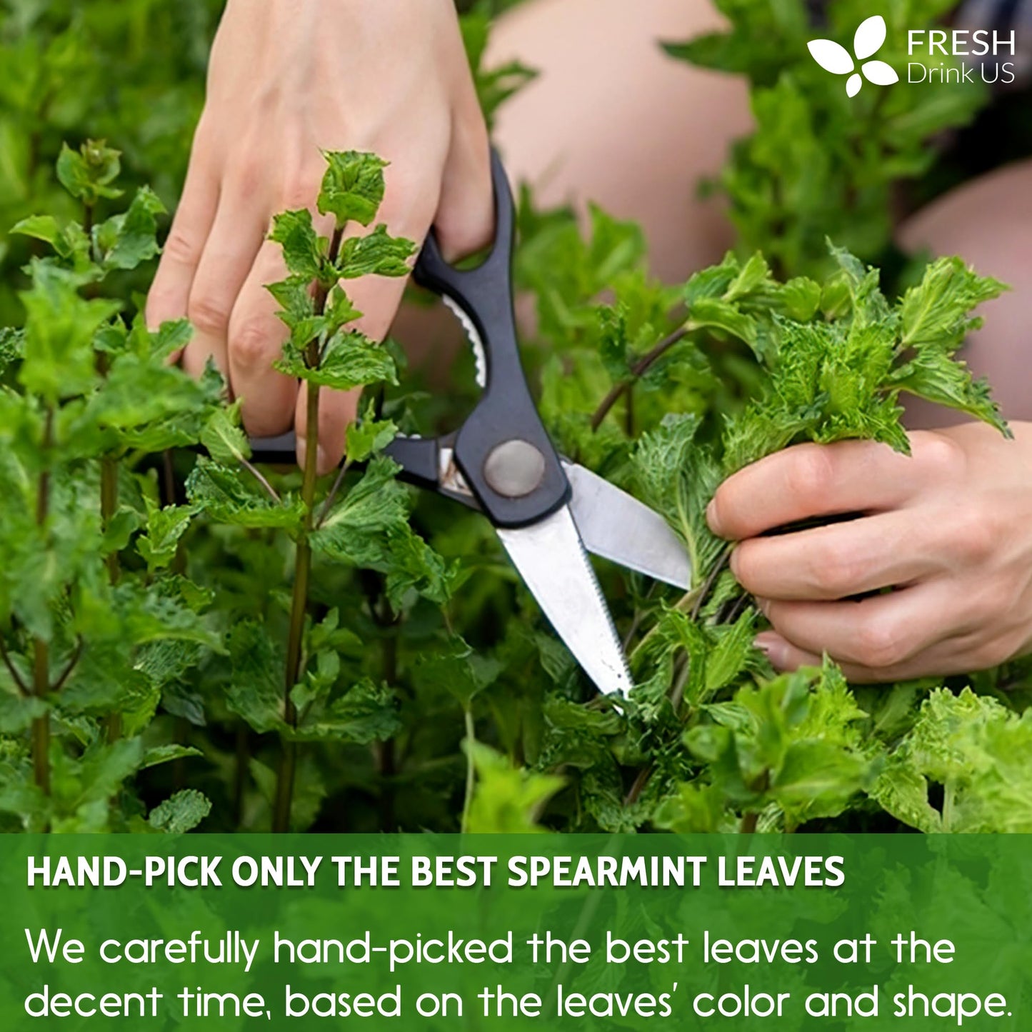 FreshDrinkUS Premium 45 Spearmint Tea Bags 100 Natural Spearmint Leaves Loose Leaf Spearmint Herbal Tea Spearmint Leaf Tea No Sugar No Caffeine No Gluten Vegan