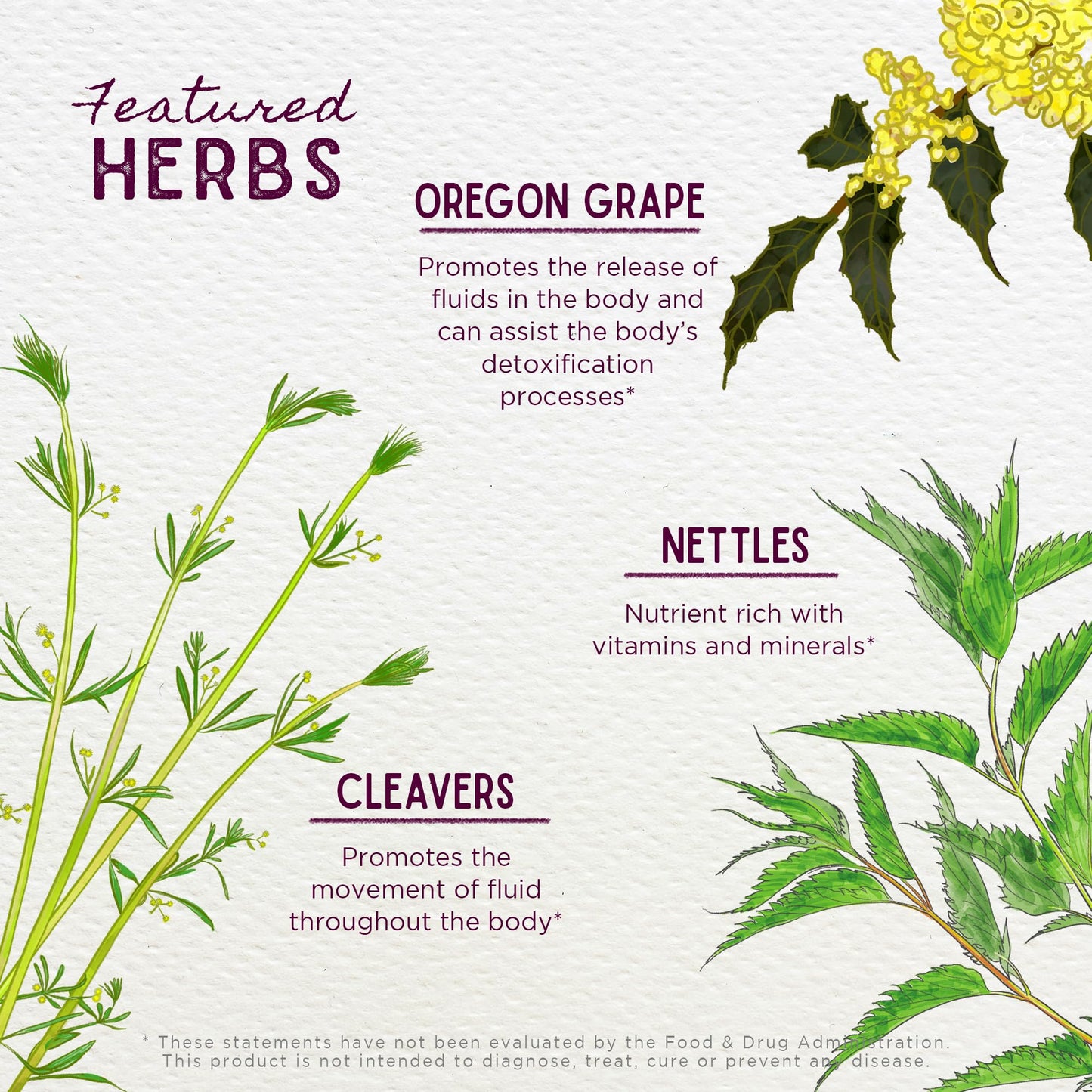 WishGarden Herbs Deep Cleanse - Plant-Based Herbal Cleansing Supplement with Organic Milk Thistle Seed & Burdock Root Promotes Organ Cleansing, Supports Liver, Kidney, Lymph & Cellular Health, 4oz