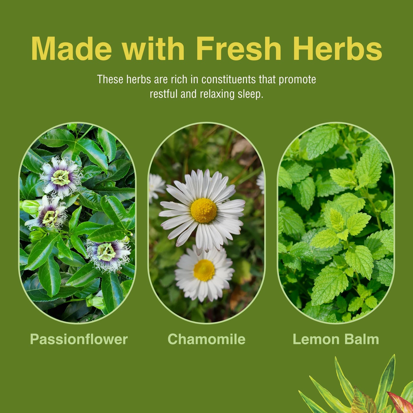 Herbs Etc. Deep Sleep Softgels - Herbal Sleep Support Supplement - Rest & Calming Support with Passionflower, Chamomile & Lemon Balm - 120 Softgels (120 Servings)