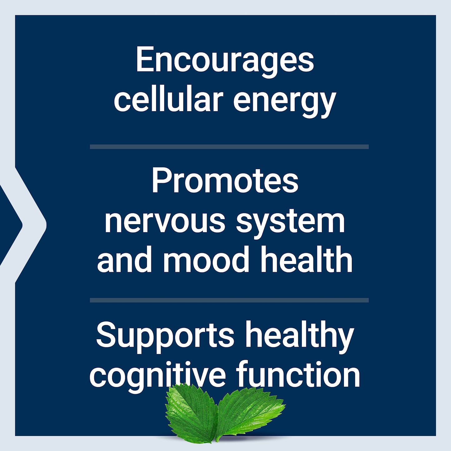 Life Extension Acetyl-L-Carnitine, Acetyl-L-Carnitine, Vitamin C, Brain, Mood & Nerve Health, Cellular Energy, 3-Month Supply, Gluten-Free, Non-GMO, Vegetarian, 100 Capsules
