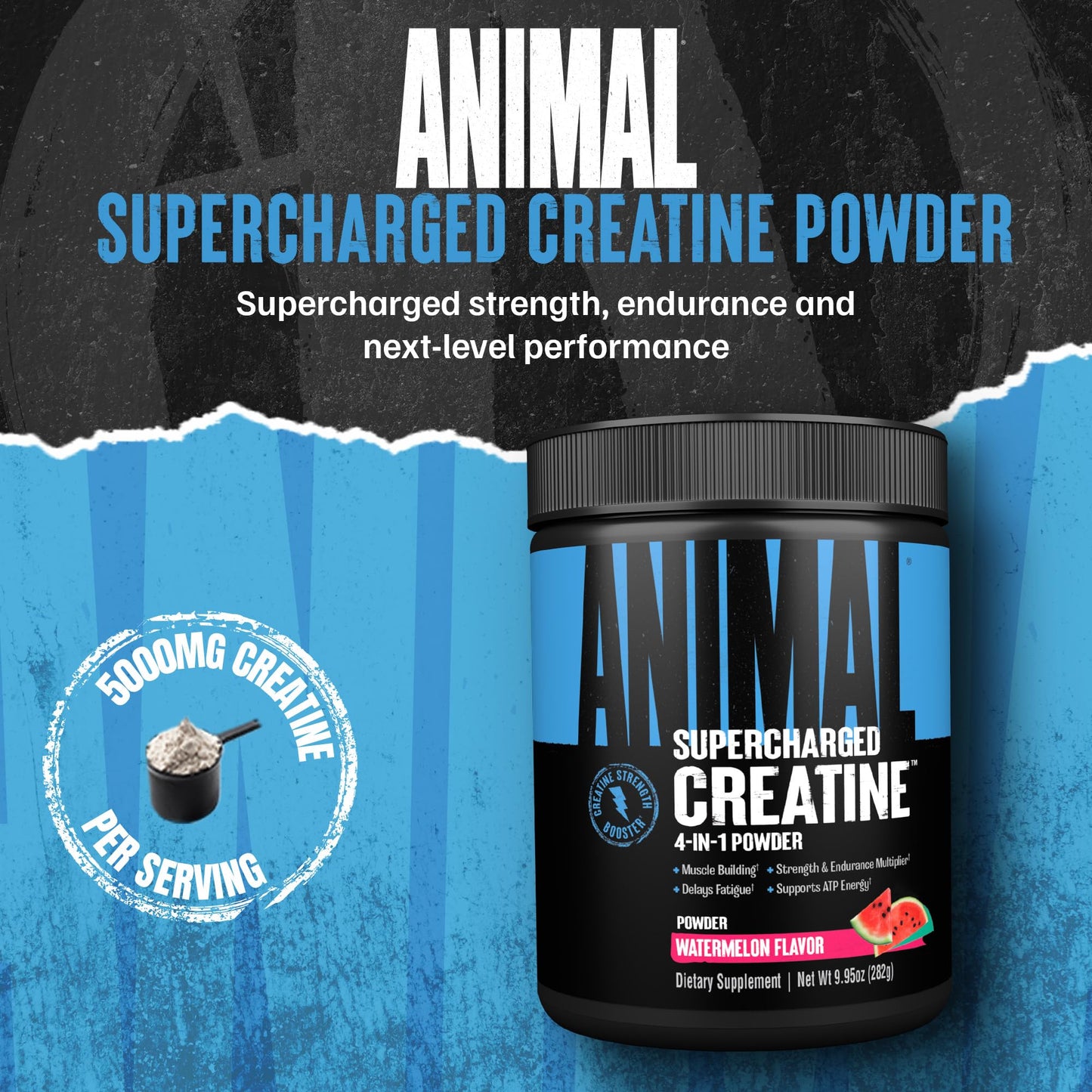 Animal Supercharged Creatine Powder - Flavored Creatine Monohydrate Enhanced with Betaine Anhydrous, PurpleForce & Senactiv, Strength, Endurance, Muscle Recovery for Men and Women - Watermelon, 300g