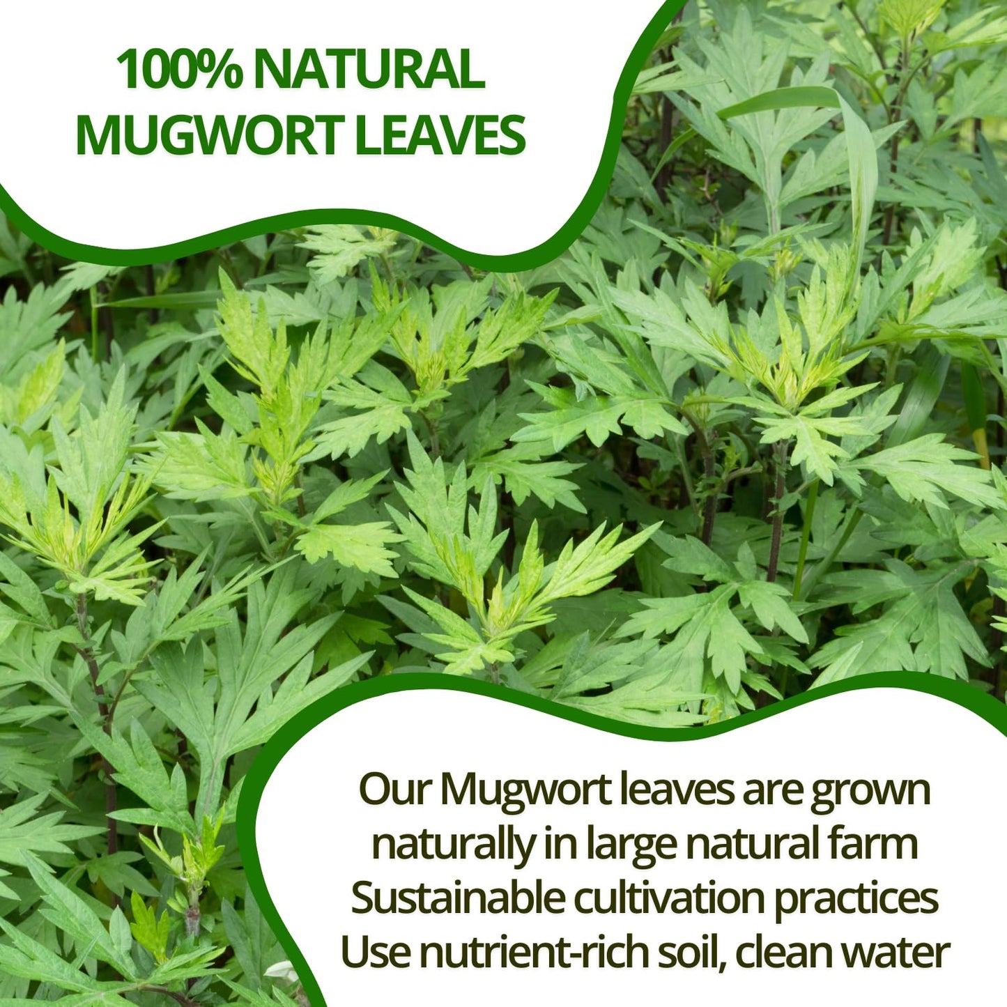 100 Mugwort Tea Bags Natural Mugwort Leaves Tea Bags Dried Mugwort Herbal Tea Mugwort Leaf Tea No Sugar No Caffeine No Gluten