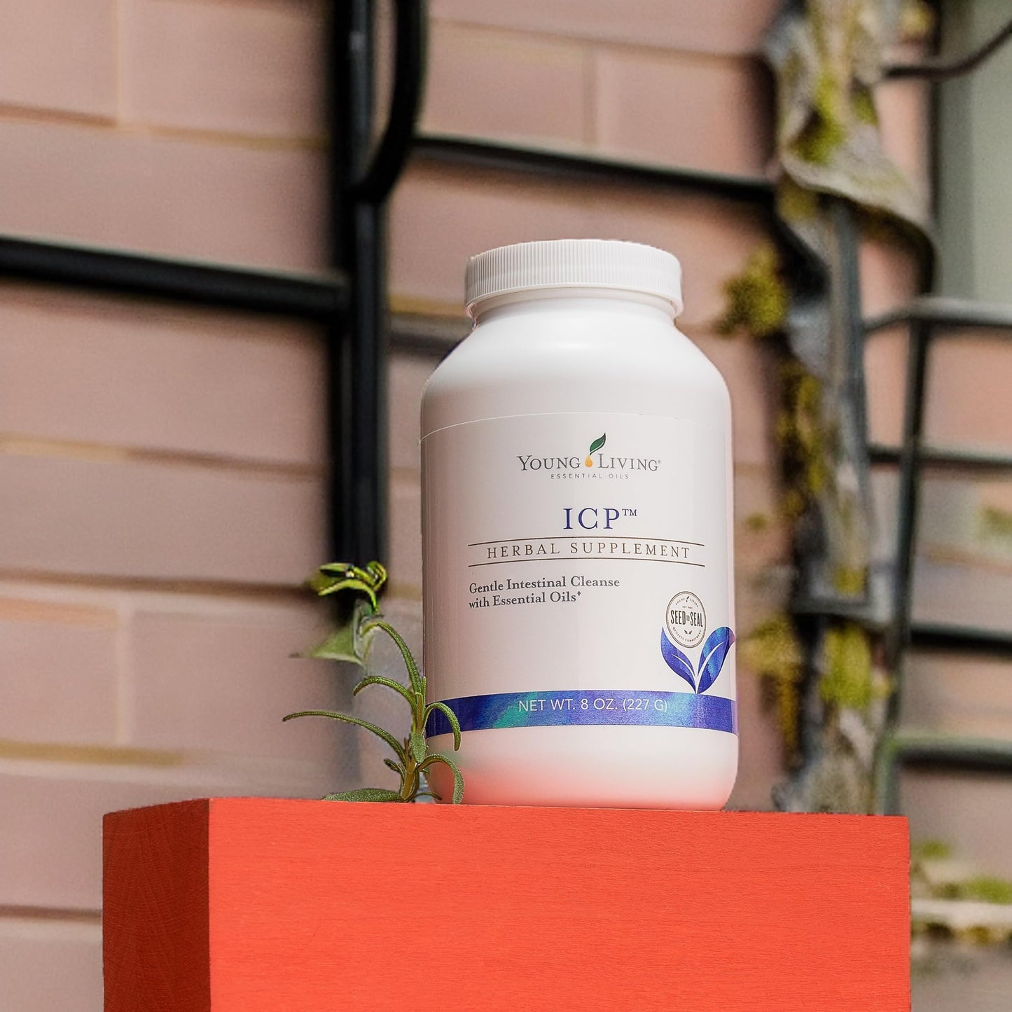 Young Living ICP 8oz. - Premium Essential Oils Nutrient Absorption Support Powder - Psyllium Fiber Supplement with Natural Soluble and Insoluble Fiber Blend