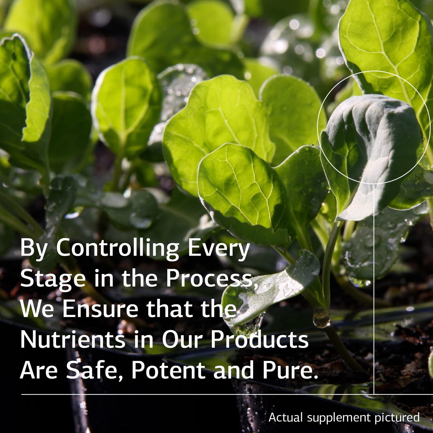 Standard Process Inc. Congaplex (Chewable) - Whole Food RNA Supplement, Antioxidant, Immune Support with Thymus, Shiitake, Reishi Mushroom Powder, Organic Sweet Potato, Wheat Germ - 90 Tabs