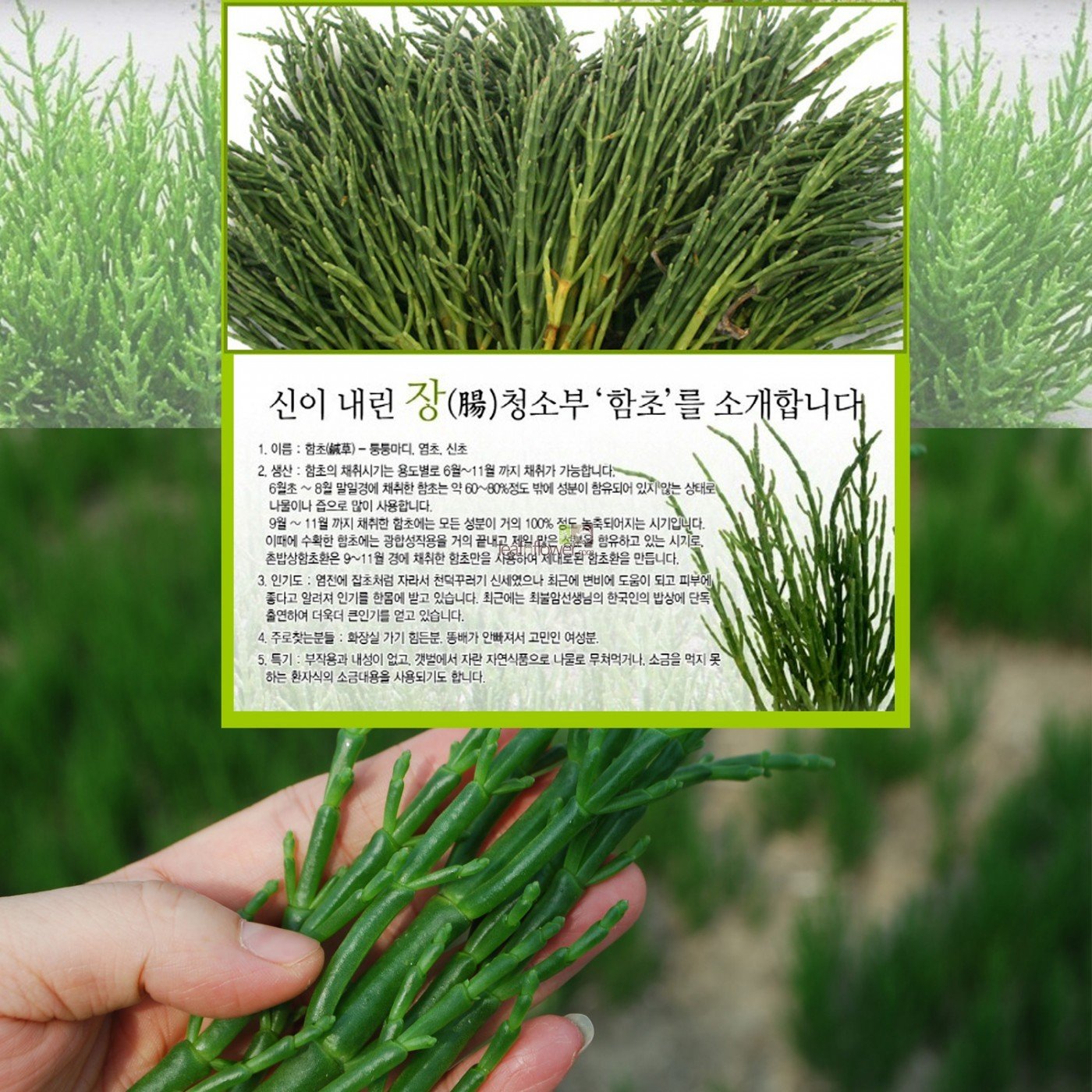 [Korean Herbal Pills] 100% Natural Fecal Removing Detox / (Glasswort/Samphire/Salicornia) Pills 함초 환 5oz (142g)