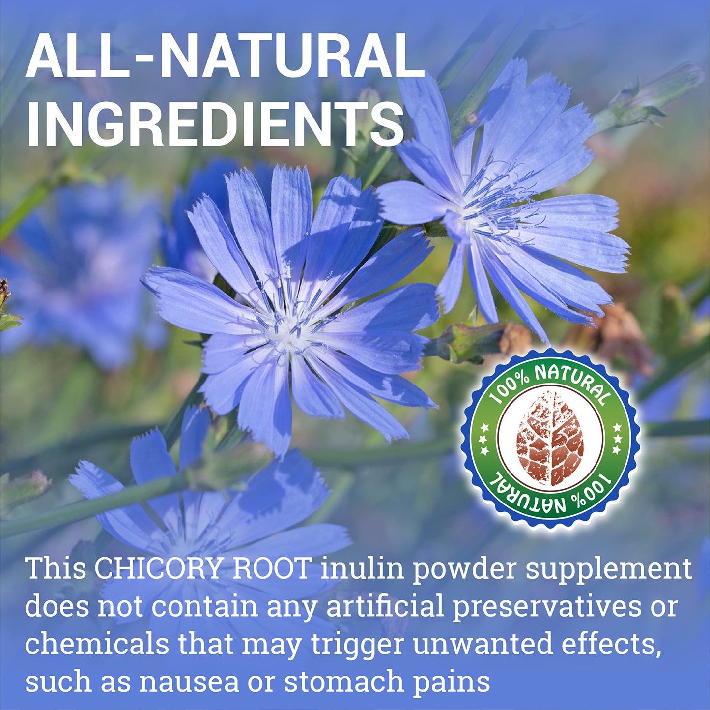 HERBALICIOUS Chicory Root Supplement Prebiotic - Natural Herbal Support for Immune System, Digestion, Appetite Control, Heart Health - 100 Capsules
