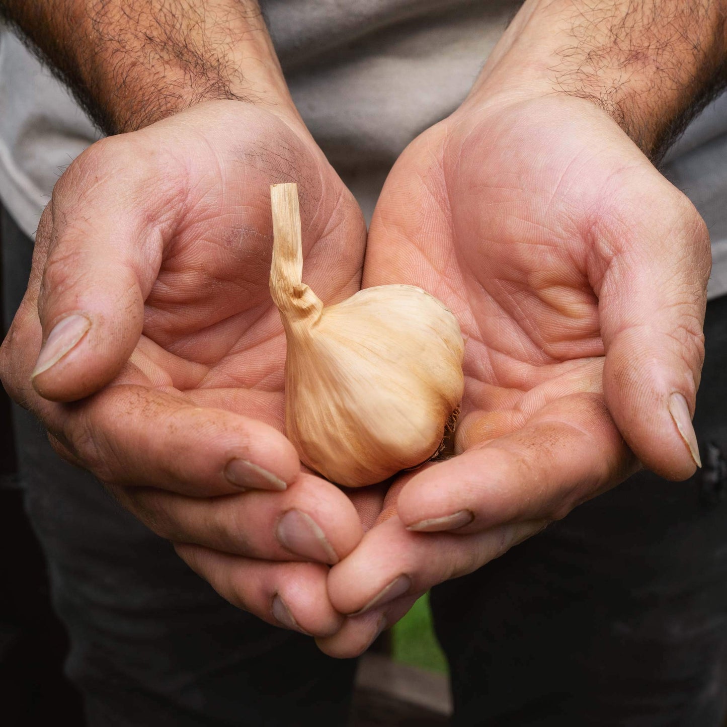 Whole Black Garlic  15 pounds