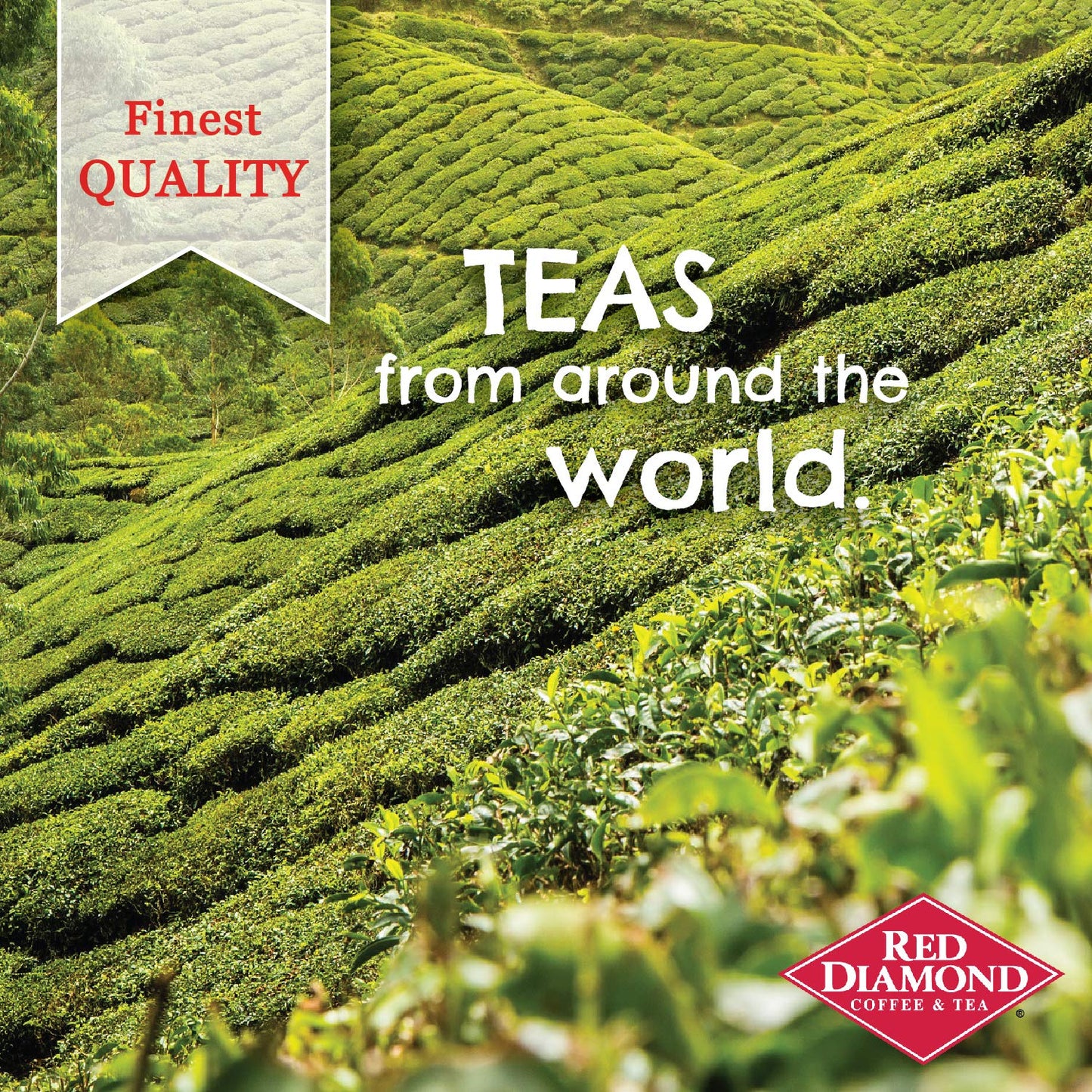 Red Diamond Iced Tea Bags Decaffeinated Family Size Tea Bags Delicious And Freshly Brewed Taste Special Premium Blend 24 Count Pack of 6
