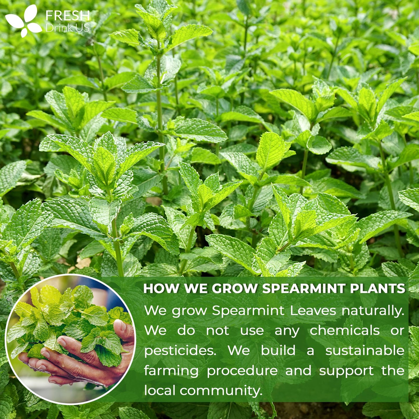 FreshDrinkUS Premium 45 Spearmint Tea Bags 100 Natural Spearmint Leaves Loose Leaf Spearmint Herbal Tea Spearmint Leaf Tea No Sugar No Caffeine No Gluten Vegan