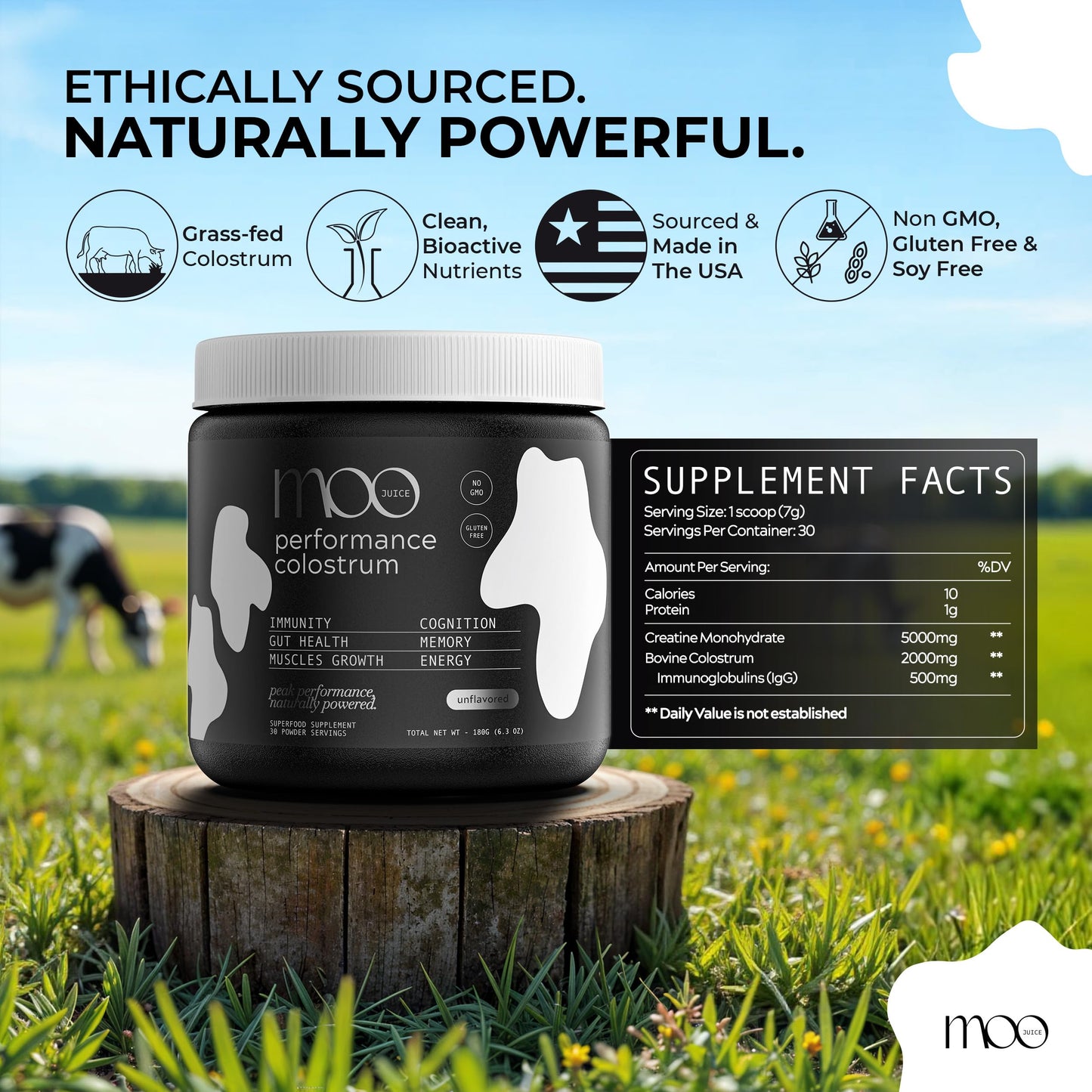 Moo Juice Colostrum Powder - 2000mg Grass-Fed Bovine Colostrum + 5000mg Creatine Monohydrate - Supports Gut Health, Immunity, Muscle Recovery & Energy - No Fillers, Non-GMO | Unflavoured 6.3oz