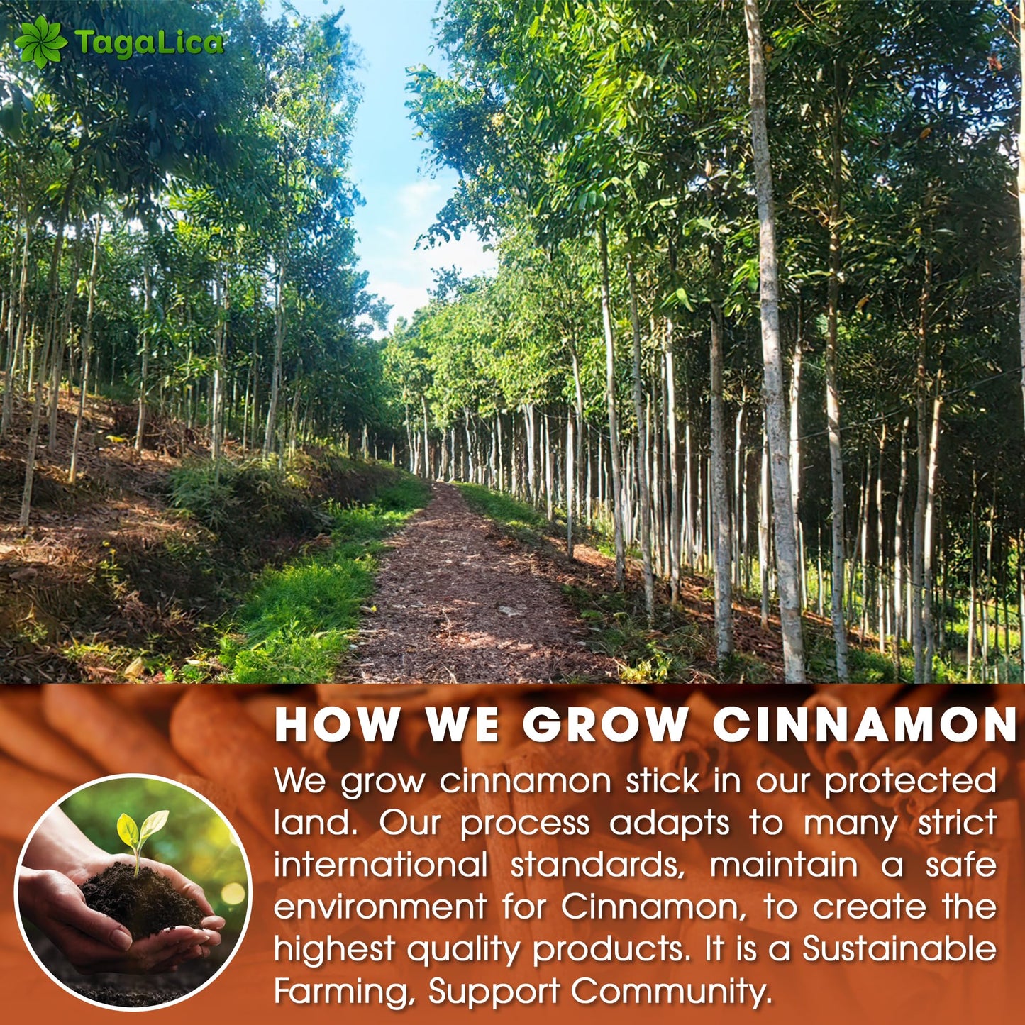 Tagalica 25 Cinnamon Tea Bags 100 Natural  Pure from Cinnamon Sticks Cinnamon Herbal Tea Cinnamon Stick Herbal Spice Tea No Sugar No Caffeine No Gluten Vegan